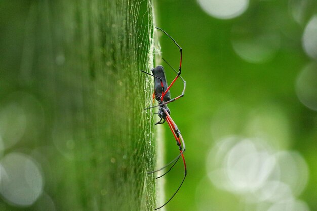 Close-up of spider on web