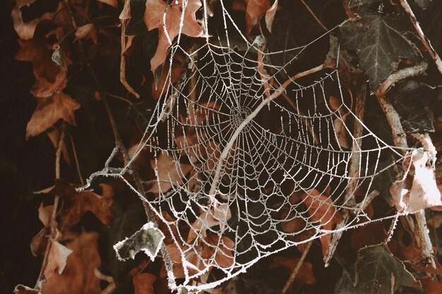 Close-up of spider on web