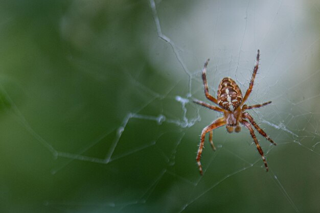 Close-up of spider on web