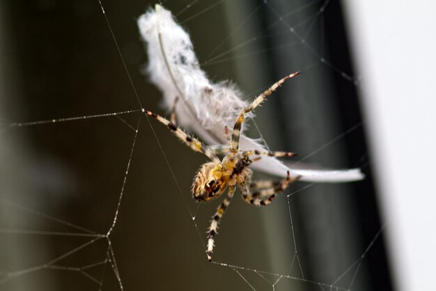 Foto close-up di un ragno sulla rete