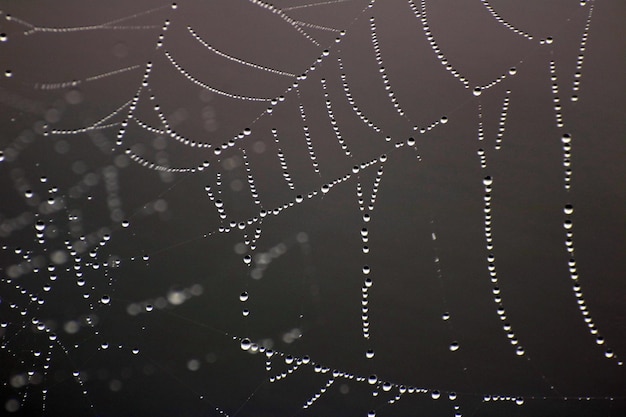 Photo close-up of spider web