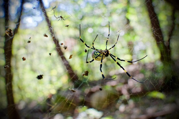 Foto close-up di un ragno sulla rete