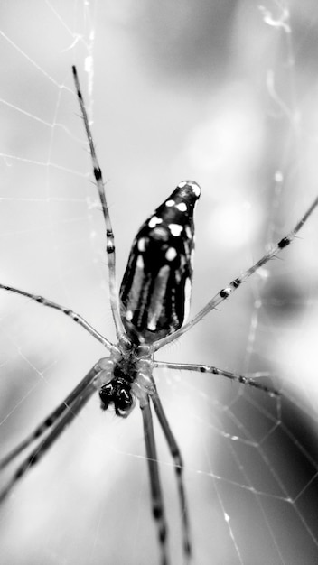 Foto close-up di un ragno sulla ragnatela