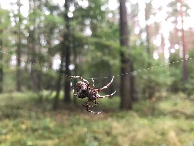 Photo close-up of spider on web