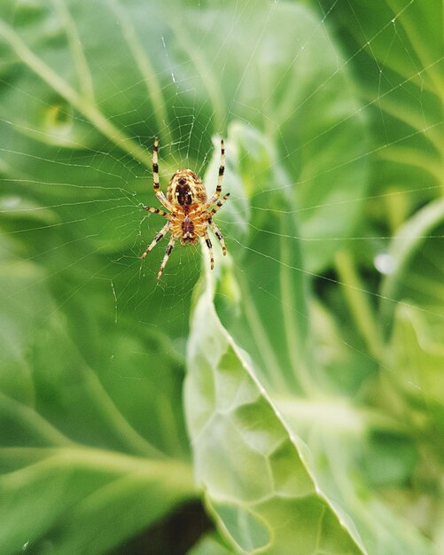 Close-up of spider on web