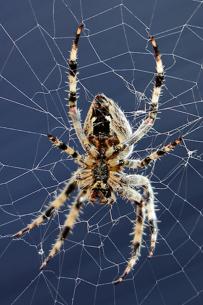 Foto close-up di un ragno sulla rete