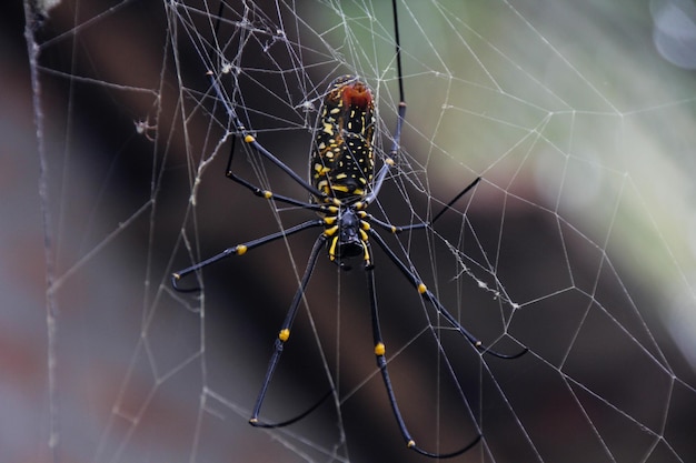 Photo close-up of spider on web