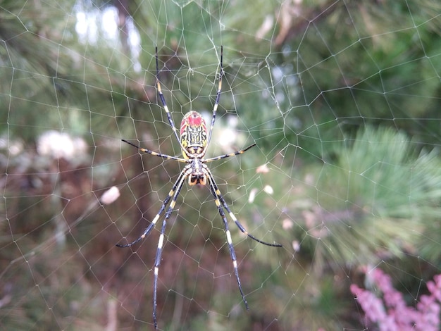 Foto close-up di un ragno sulla rete