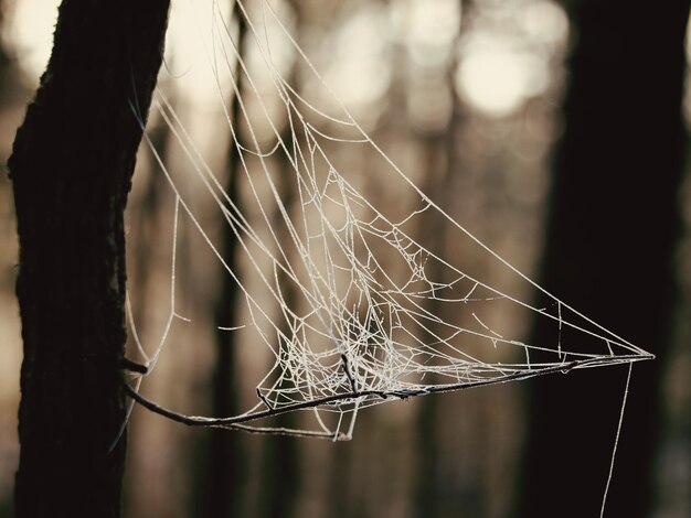 Photo close-up of spider on web