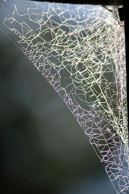 Foto prossimo piano della rete di ragno