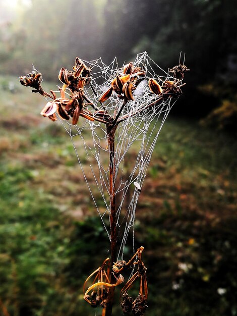 Photo close-up of spider on web