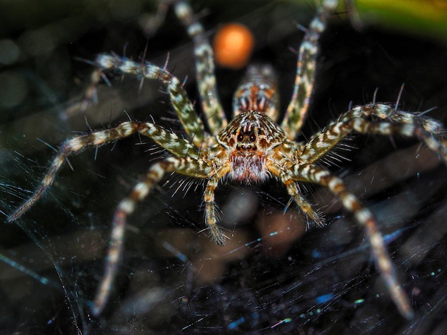 Foto close-up di un ragno sulla rete