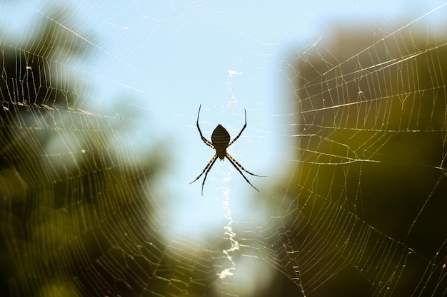 Foto close-up di un ragno sulla rete