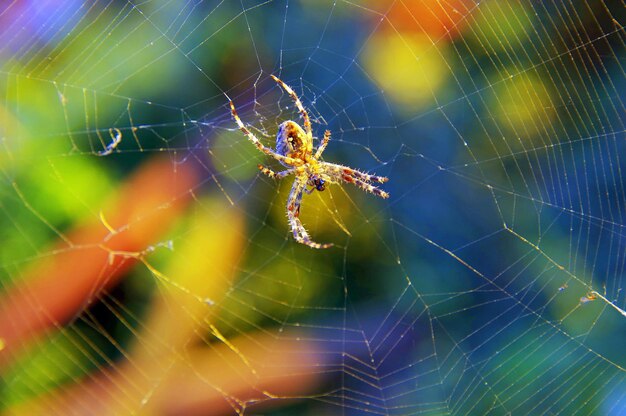 Photo close-up of spider on web