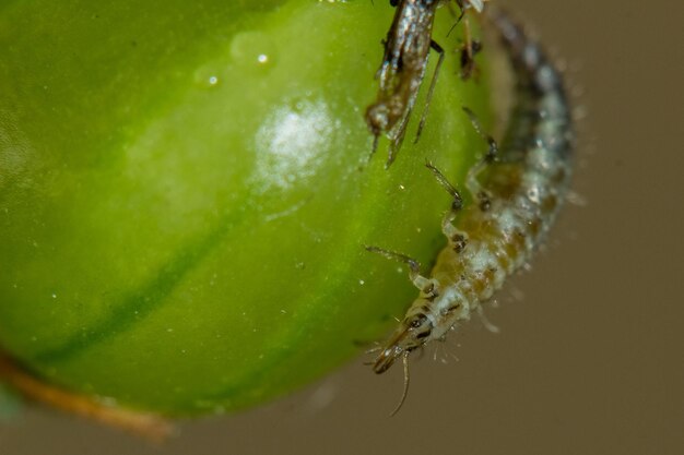 Close-up of spider on web