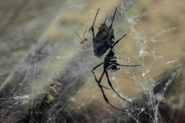 Foto close-up di un ragno sulla rete