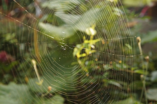 Photo close-up of spider on web