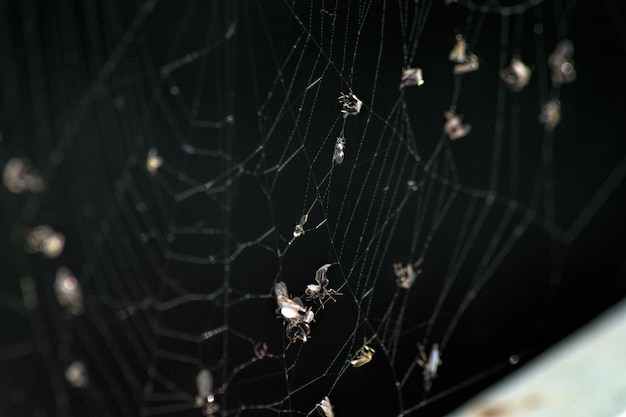 Foto close-up di un ragno sulla rete