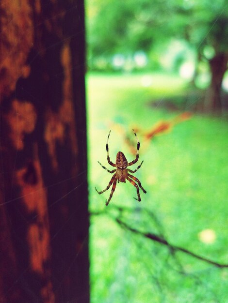 Close-up of spider on web