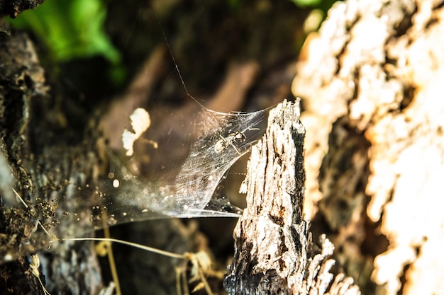 Close-up of spider web