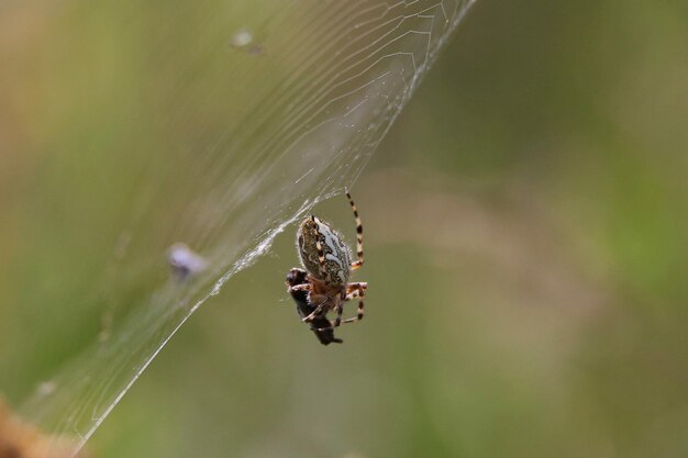 Photo close-up of spider on web