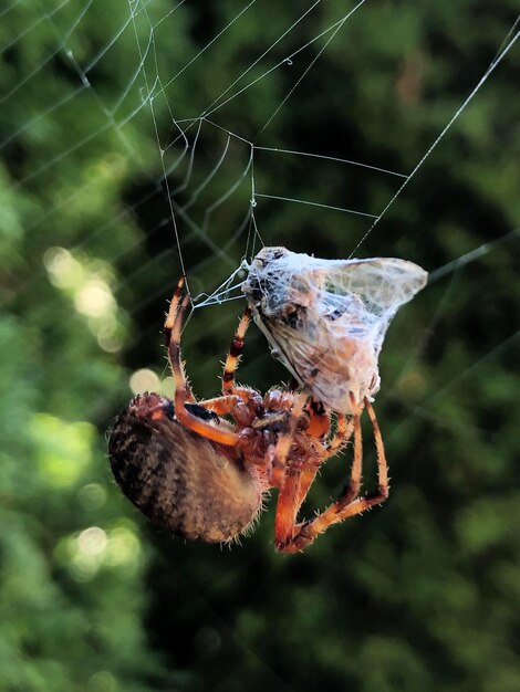 Photo close-up of spider on web