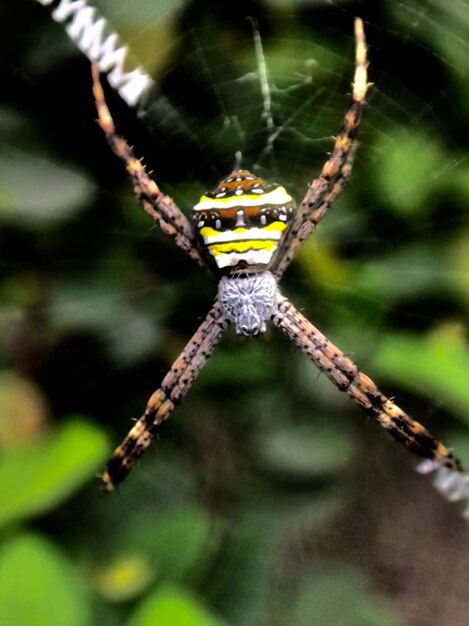 Close-up of spider on web