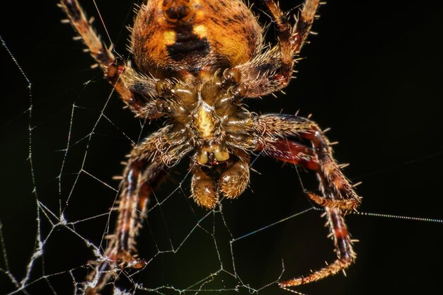 Foto close-up di un ragno sulla rete