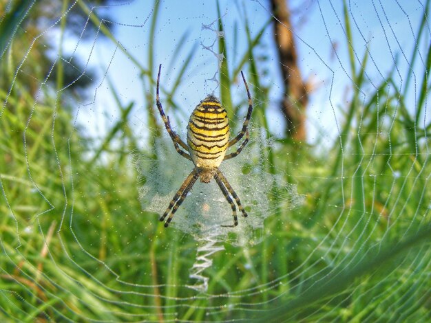 Close-up of spider on web