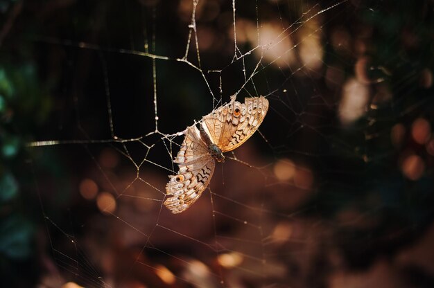 Photo close-up of spider on web