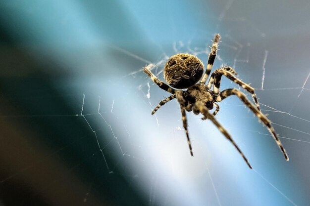 Close-up of spider on web