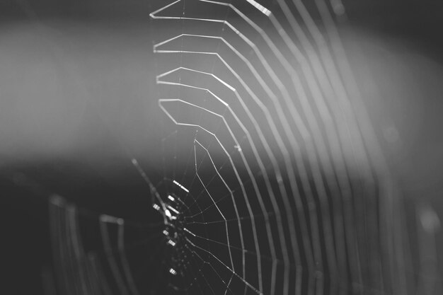 Photo close-up of spider web