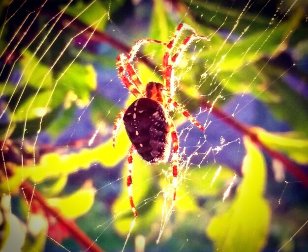 Close-up of spider on web