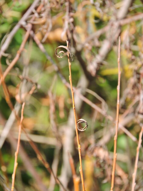 Close-up of spider on web