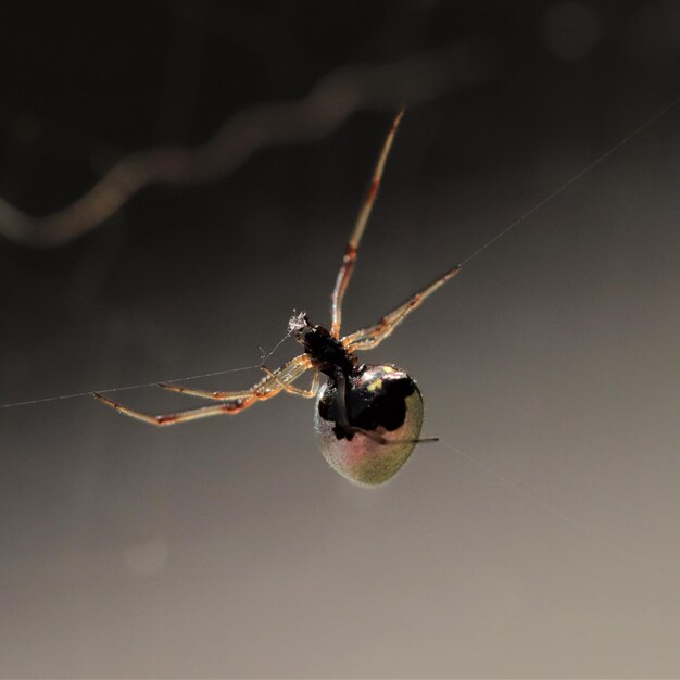 Foto close-up di un ragno sulla rete