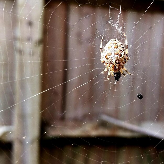 Foto close-up di un ragno sulla rete