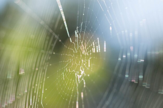 Close-up of spider web