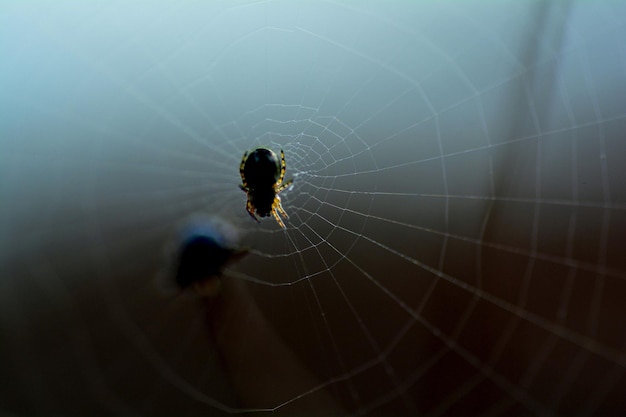 Foto close-up di un ragno sulla rete