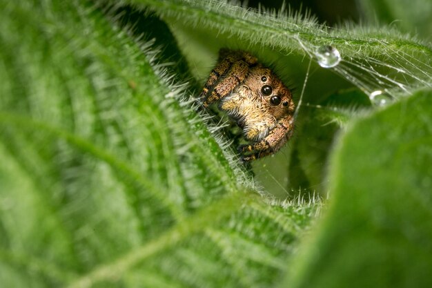 Close-up of spider on web