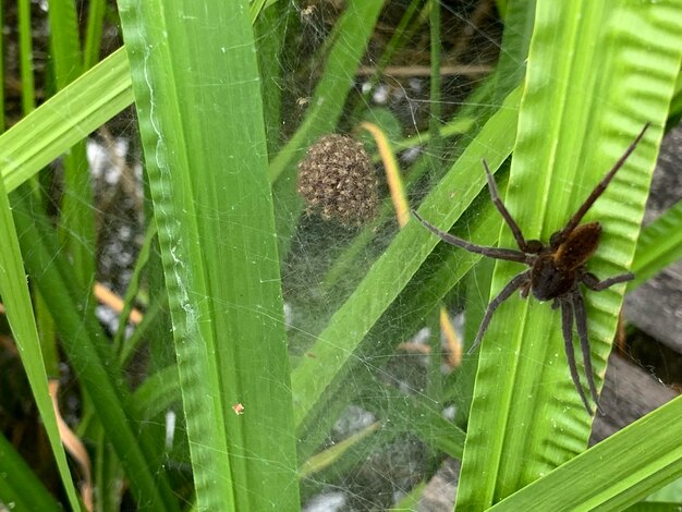 Close-up of spider on web