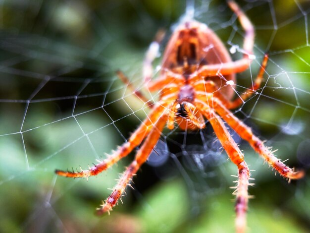 Foto close-up di un ragno sulla rete