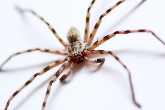 Photo close-up of spider on web