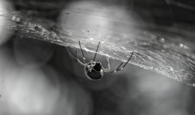 Foto close-up di un ragno sulla ragnatela