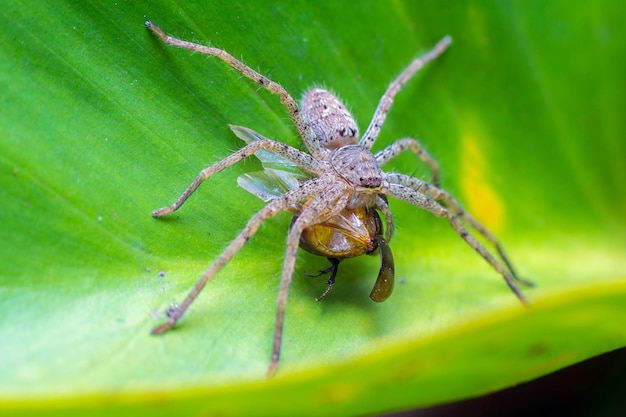 Close-up of spider on web