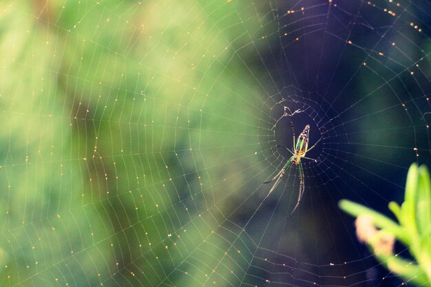 Photo close-up of spider web