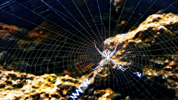 Photo close-up of spider on web