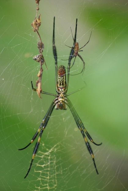 Close-up of spider on web