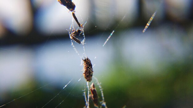 Foto close-up di un ragno sulla rete