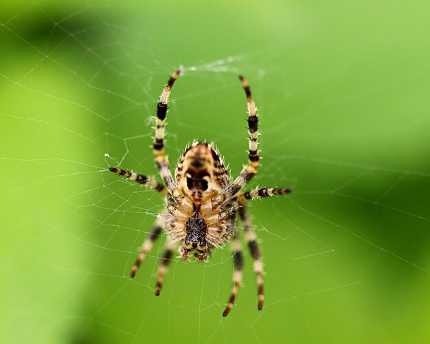 Close-up of spider on web