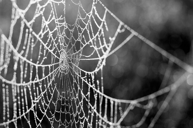 Photo close-up of spider web